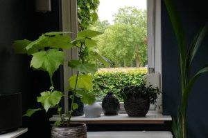 Een gratis groenstyling advies voor jouw huiskamer?