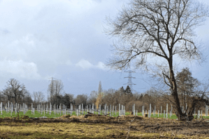Bouw Zonnepark Brinkenweg gestart