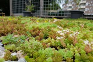 deA start collectieve inkoopactie voor groendaken in Apeldoorn