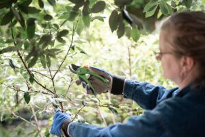 Hoe onderhoud je jouw Veluwse tuin?